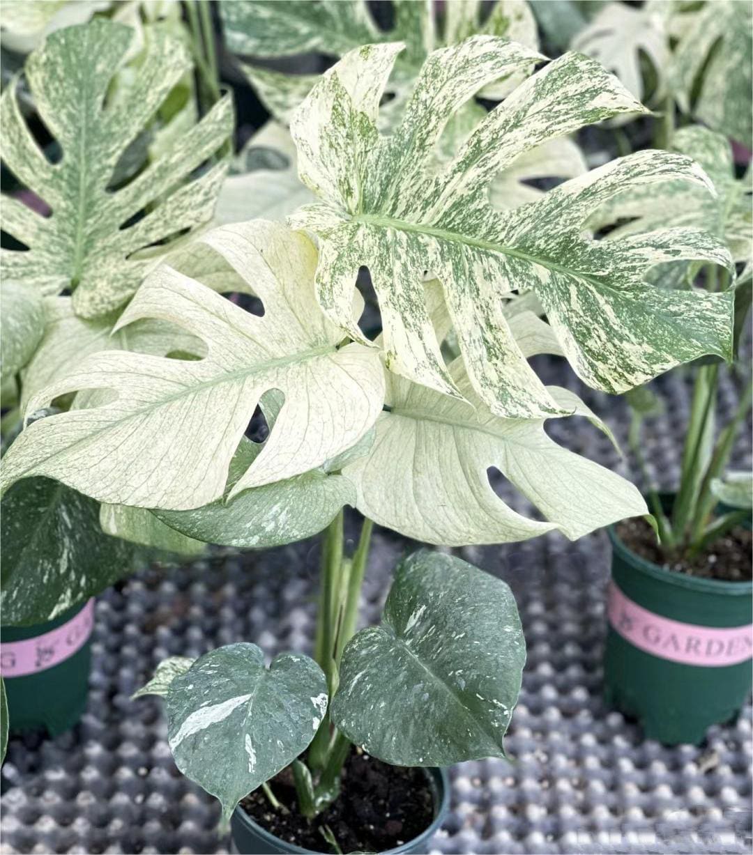 monstera deliciosa blanca Monstera deliciosa “White Monster” variegated TC Plantlet Grower's Choice *In Stock* In-Vitro Single (deflasked) (In Stock)