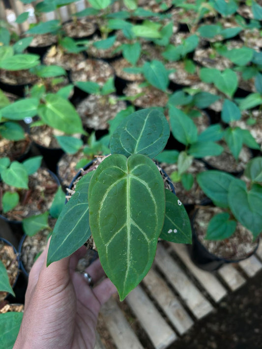 Anthurium "Shadow Azure" Grower's Choice *Now In Stock* (5451P:G) | Rare Aroid