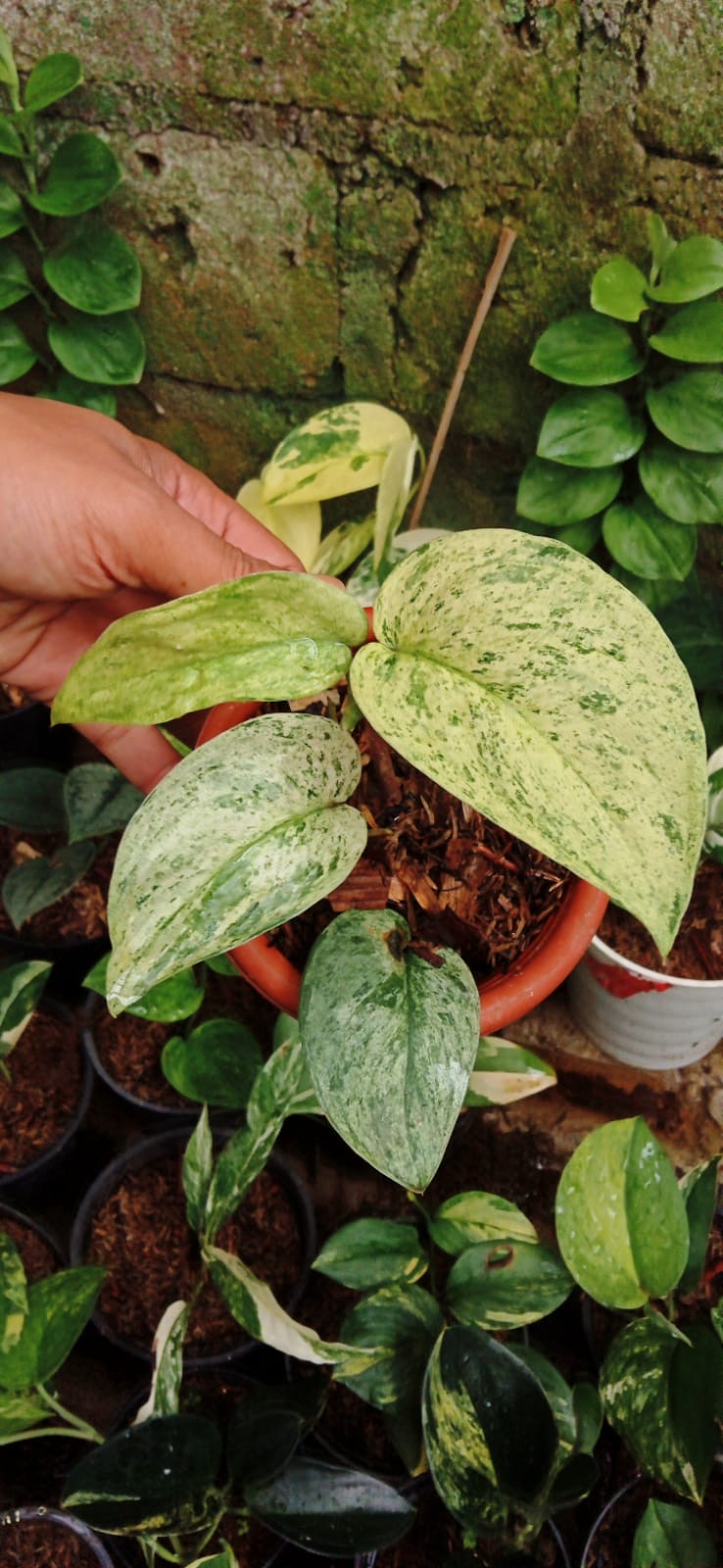 Scindapsus “Cream Blue” variegata variegated Grower's Choice *Now In Stock* (6091P:G) | Rare Aroid