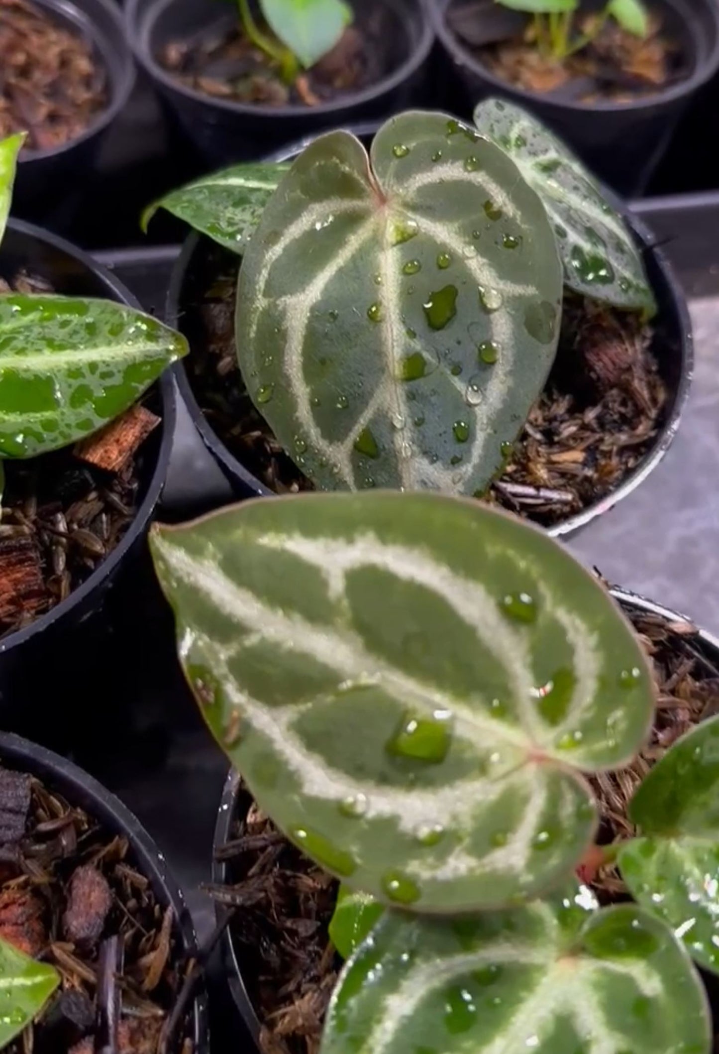 Anthurium "Red Crystallinum" NSE Grower's Choice *Now In Stock* (5968P:3) | Rare Aroid