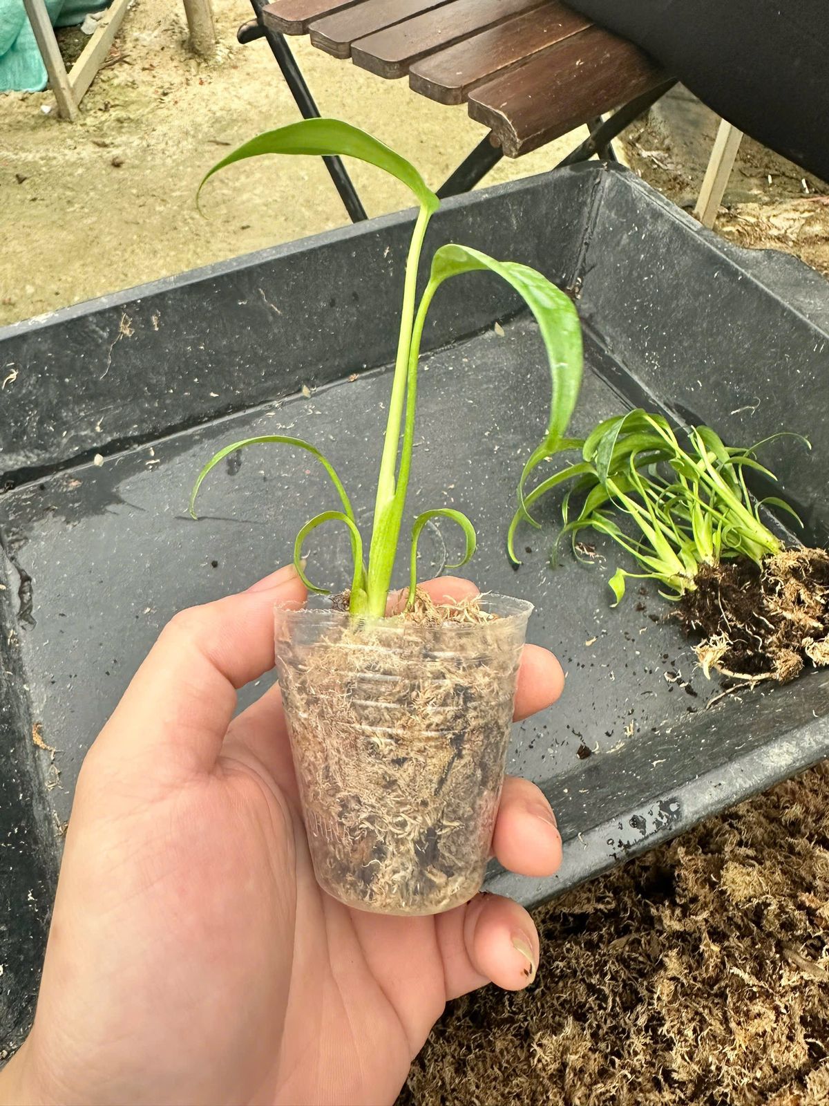 Monstera dilacerata 1.7" Grower's Choice *In Stock* Single Item (In Stock)
