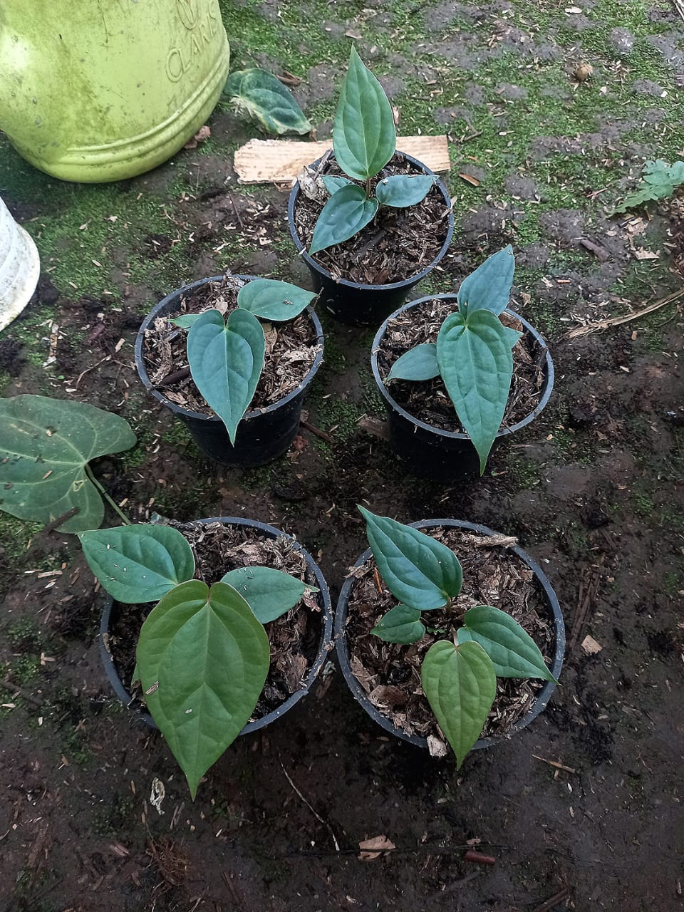 Anthurium papillilaminum "Red Stem" × "Luxurians" *Preorder* (6108P:G) | Rare Aroid