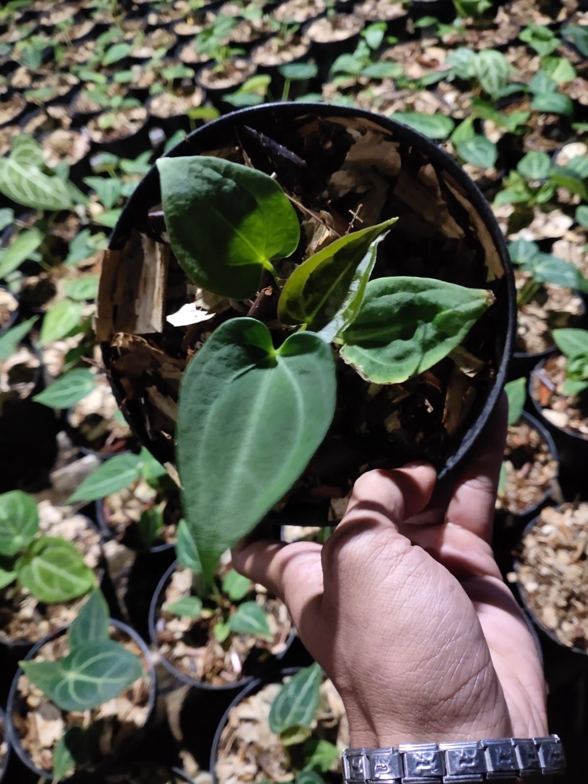 Anthurium papillilaminum "Dark Form" ×... Grower's Choice *Now In Stock* (5560P:G) | Rare Aroid
