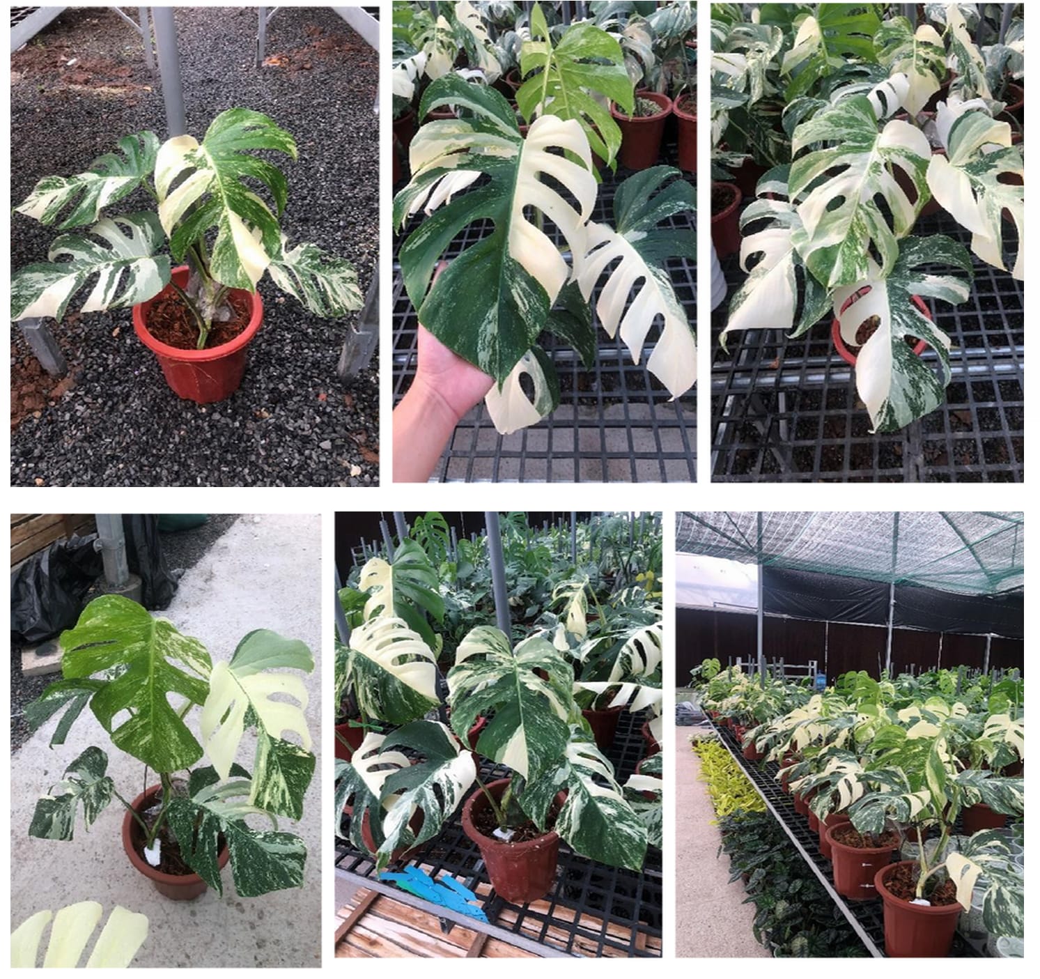 monstera deliciosa albo variegata kaufen Monstera deliciosa "Albo-variegata" variegated 2-3 Leaves Grade A *Pre – OrchidBox