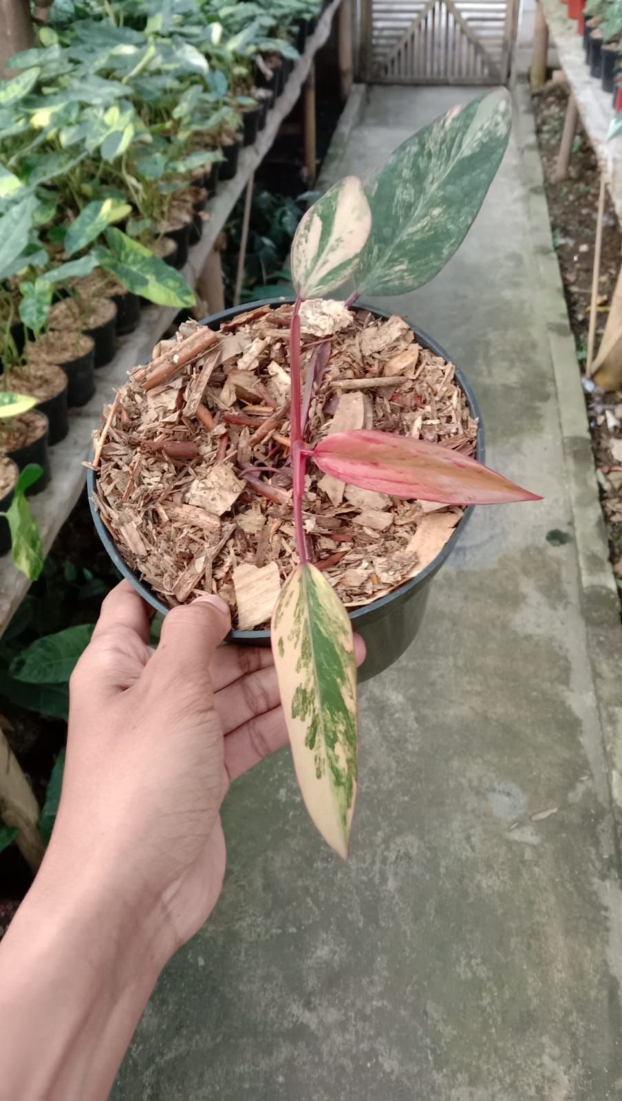 Philodendron "Strawberry Shake" variegated *Preorder* (5561P:G) | Rare Aroid