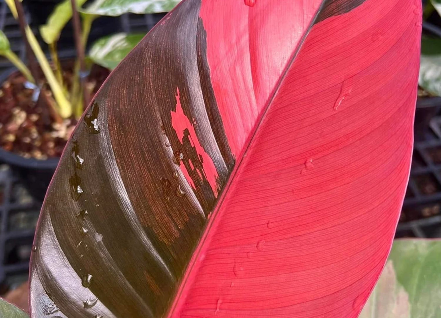 Philodendron "Red Congo" variegated TC plantlet Grower's Choice *Now In Stock* (3506P:1)