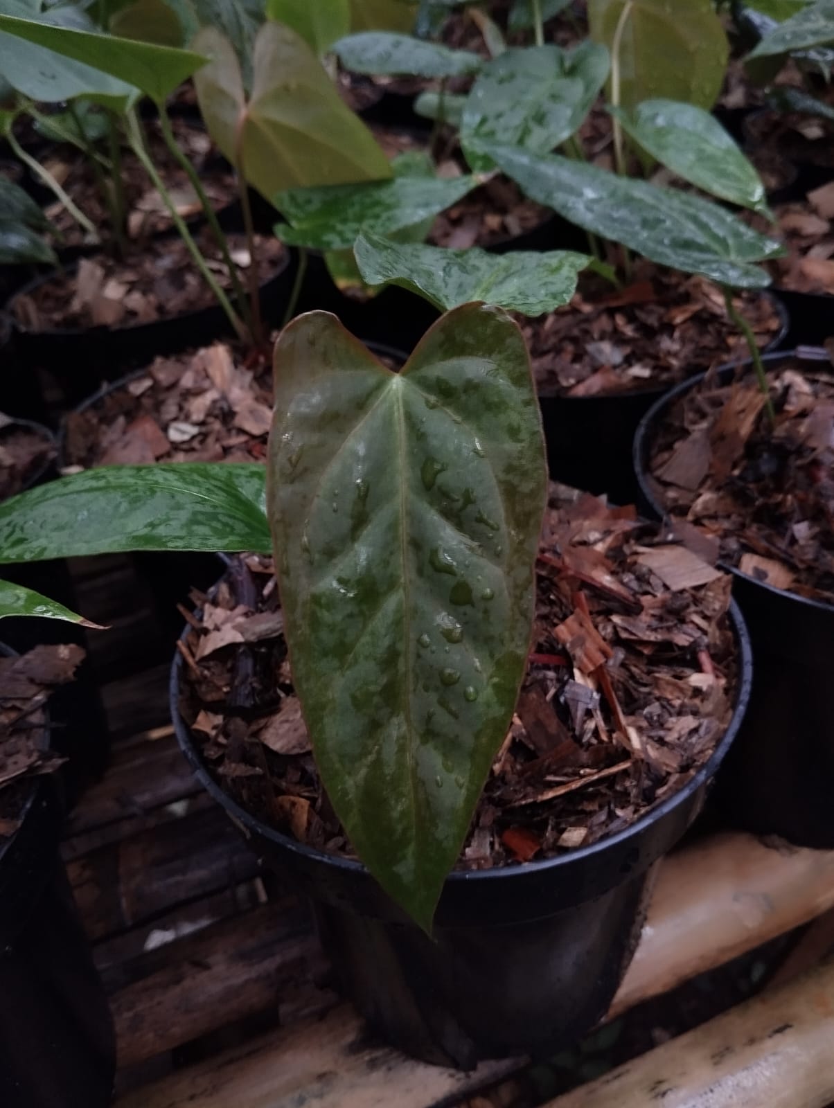 Anthurium papillilaminum "Narrow" *Preorder* (5942P:3) | Rare Aroid