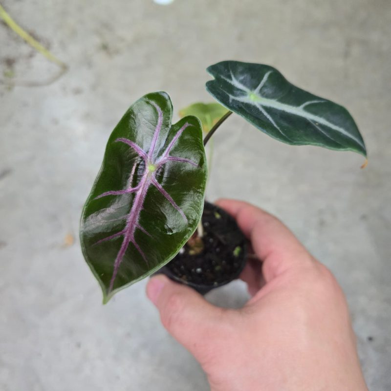 Alocasia longiloba 'Suhirmaniana' purple vein *Preorder* – OrchidBox
