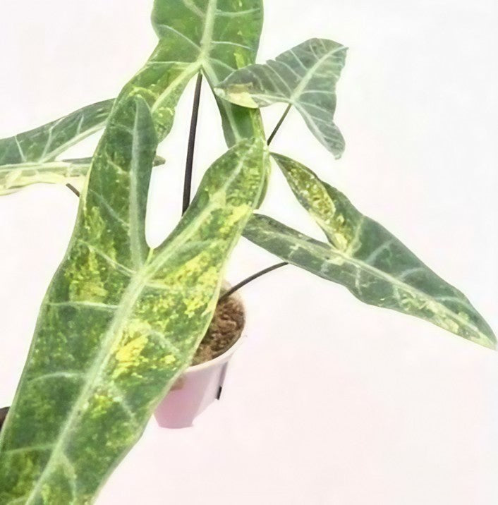 『SALE』Alocasia Longloba var(TC) 【7-5】 Alocasia longiloba 'Silver' | Plants | GrowTropicals.com