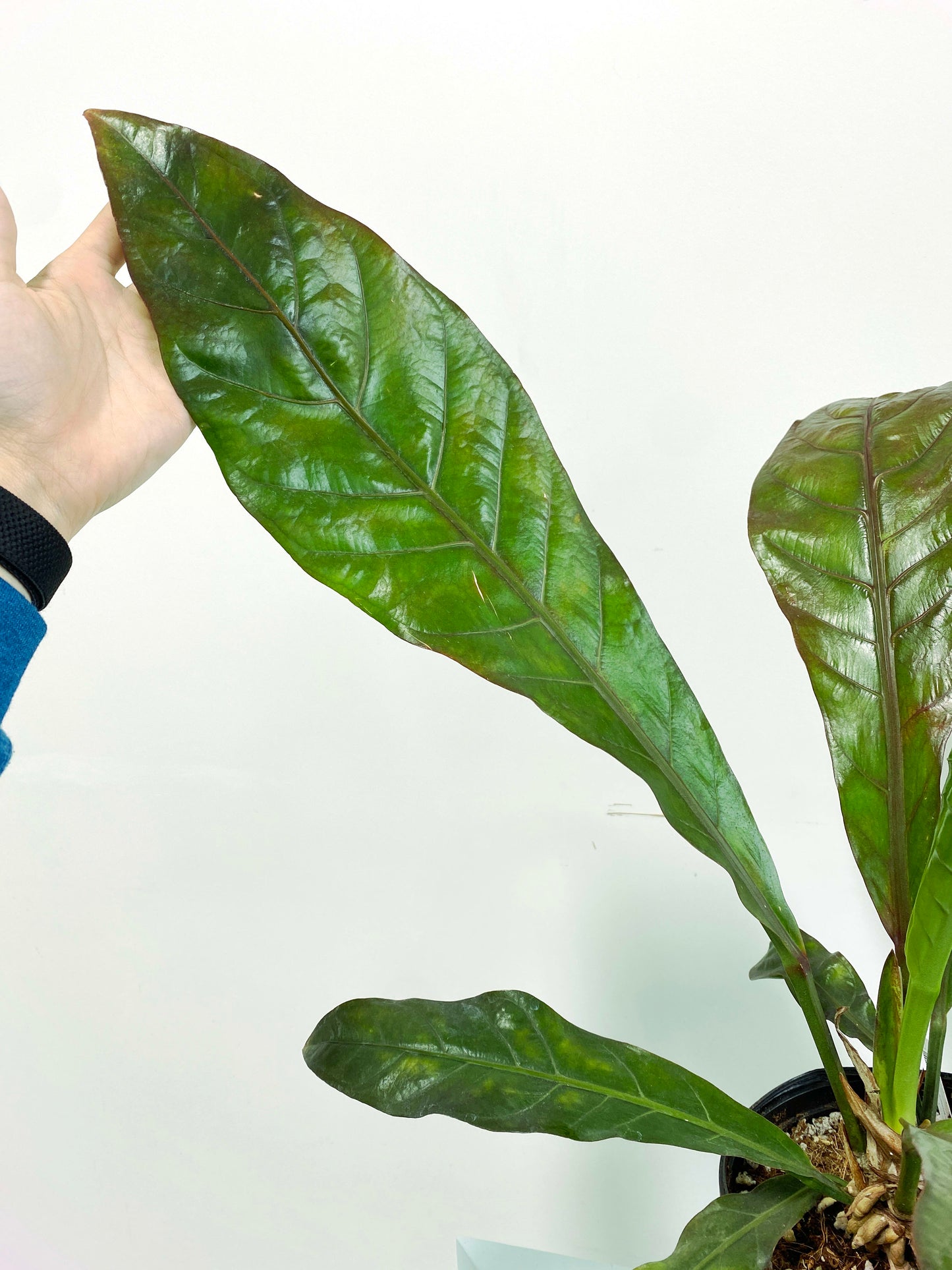 Anthurium red hookeri XXL (C1) | Exact Plant