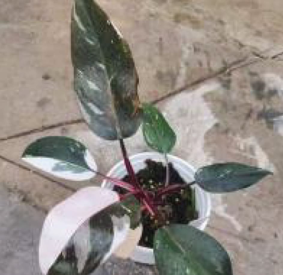 Philodendron Red Anderson variegated TC Plantlet Grower's Choice *In Stock*
