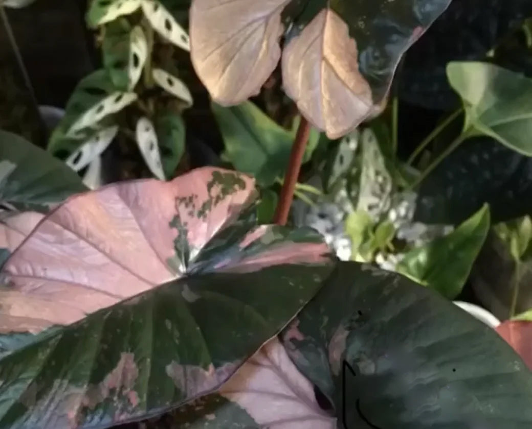 Alocasia 