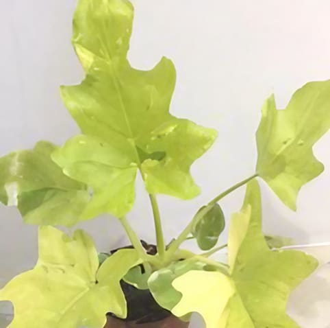 Philodendron warscewiczii 