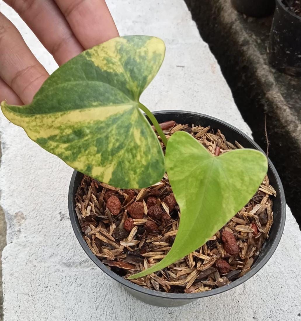 Anthurium "Pterodactyl" variegated SM *Preorder* (5870P:2) | Rare Aroid
