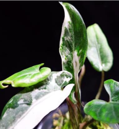 Alocasia lauterbachiana 