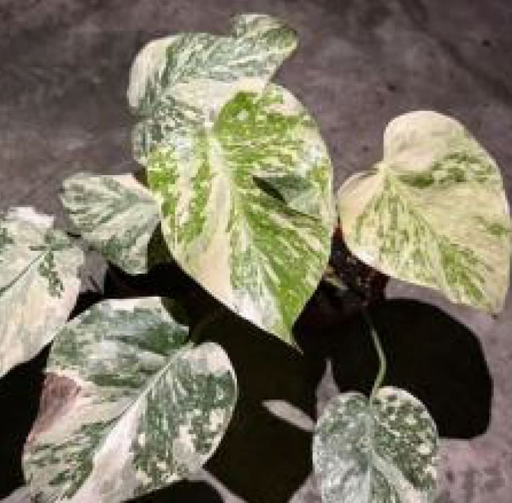 monstera cheese Monstera Cream Cheese variegated *Preorder* 2-Pack In Vitro ($118 ea.)