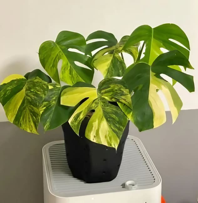 Monstera deliciosa 