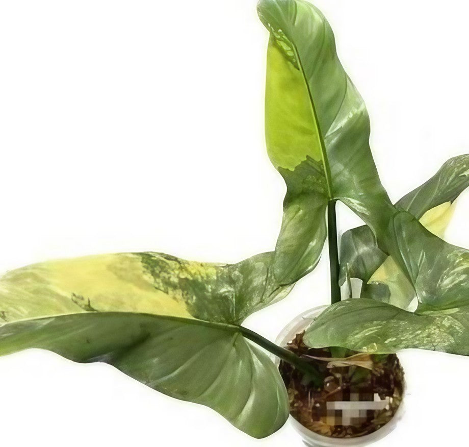 philodendron hastatum variegata Philodendron hastatum variegated TC Plantlet Grower's Choice *In Stock* Acclimated (In Stock)