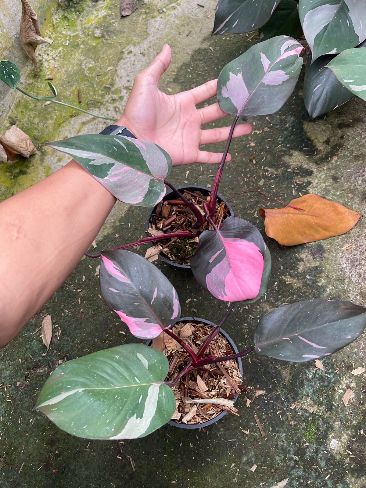 Philodendron Pink princess marble / フィロデンドロン ピンクプリンセス マーブル 極上コレクション(その他)｜売買されたオークション情報、yahooの商品情報をアーカイブ公開  - オークファン 花、園芸