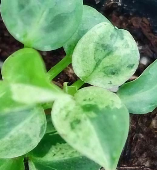 philodendron verrucosum Philodendron verrucosum "Mint" variegated (Holland) TC Plantlet Grower