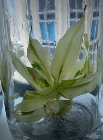 Nepenthes St. Gaya variegated TC Plantlet *Preorder* In Vitro (Premium Select)