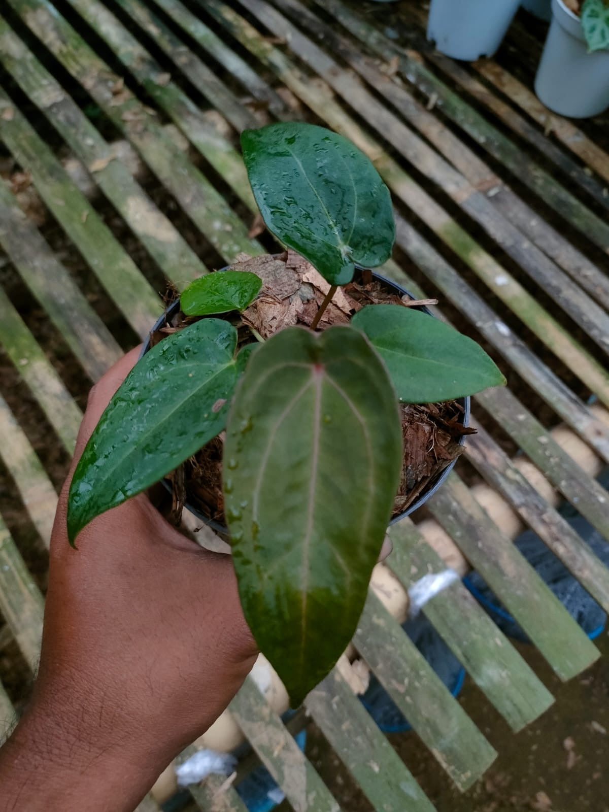 Anthurium "Red Spider" *Preorder* (6000P:3) | Rare Aroid