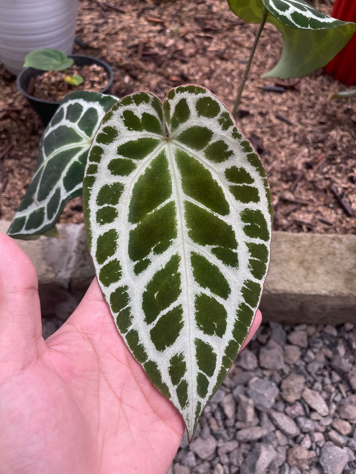Anthurium crystallinum 