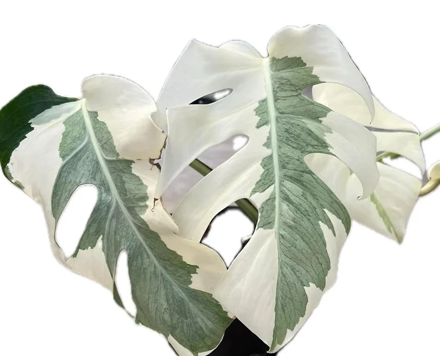 white leaf monstera Monstera "White Lava" variegated TC Plantlet *Preorder* – OrchidBox