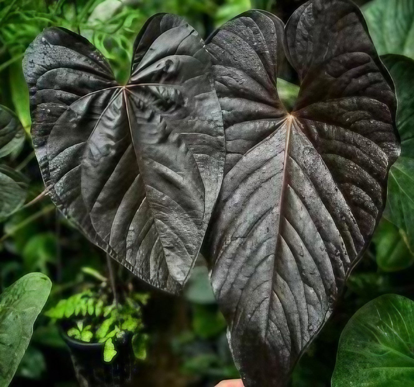 Anthurium Queen Of Hearts TC Plantlet Preorder OrchidBox anthurium-queen-of-hearts-tc-plantlet-preorder-orchidbox