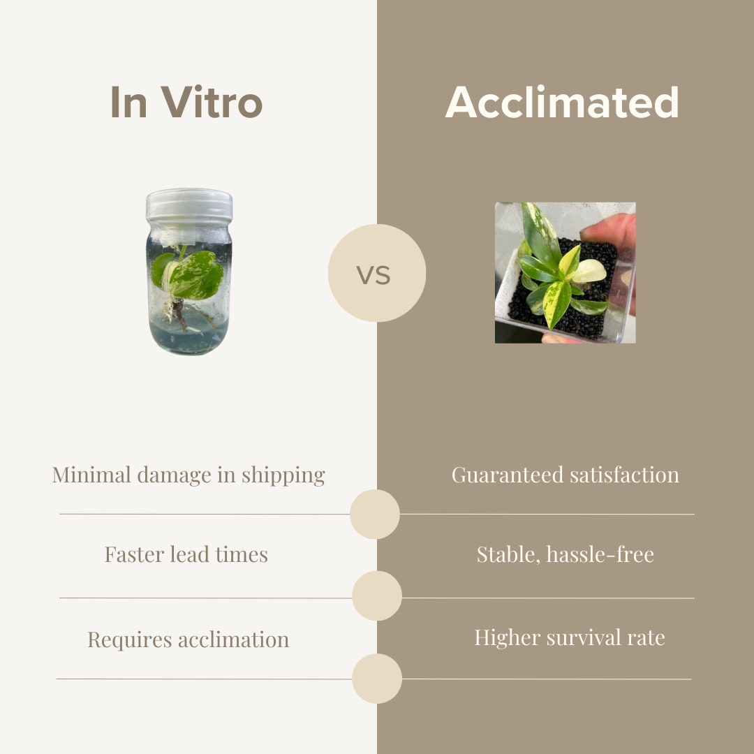 Nepenthes "St. Gaya" variegated TC Plantlet *Preorder* (3565P:2)