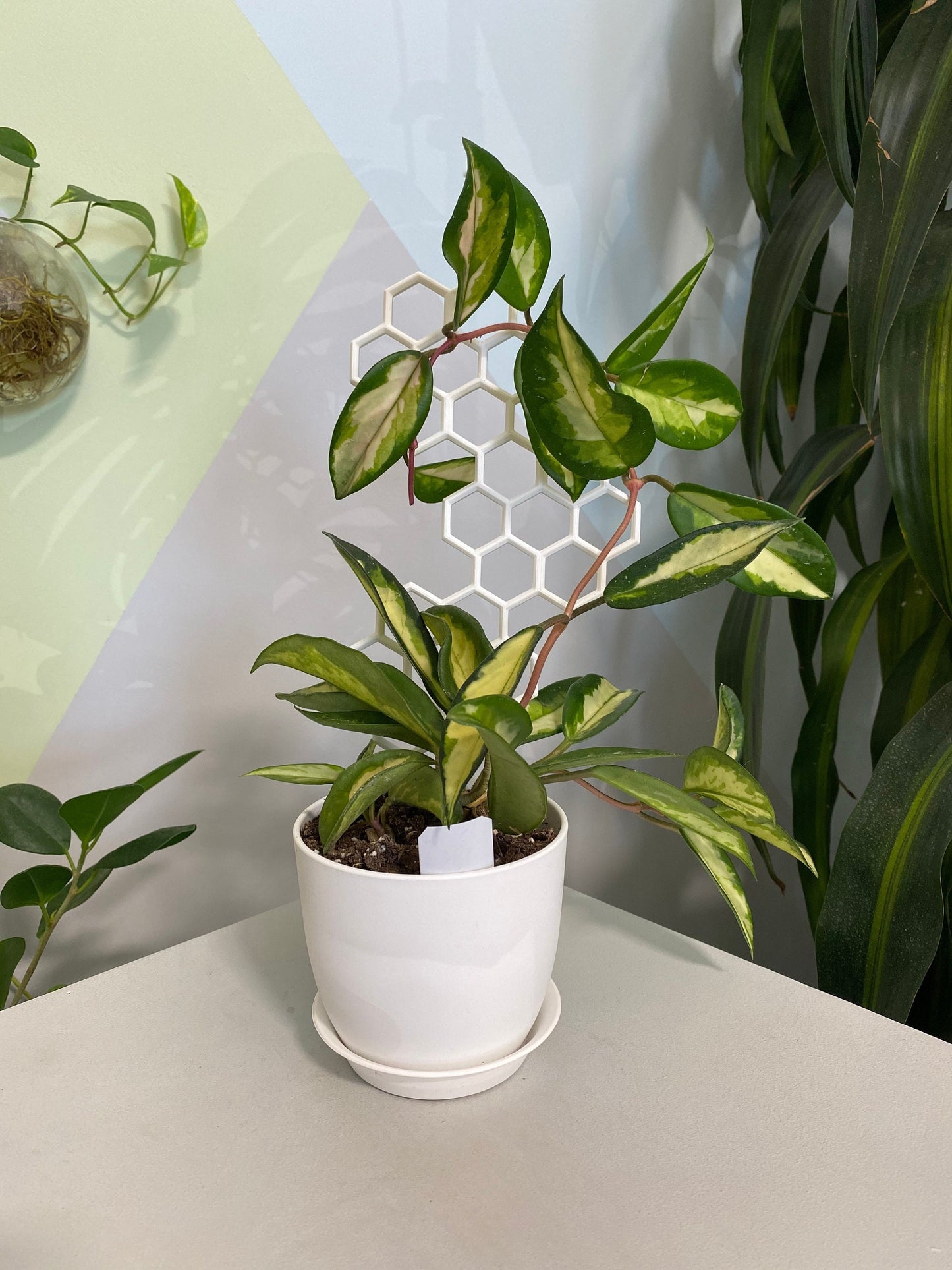 Hexagon Plant Trellis / Geometric 2D Moss Pole / Totem / Plant Support Stake by OrchidBox