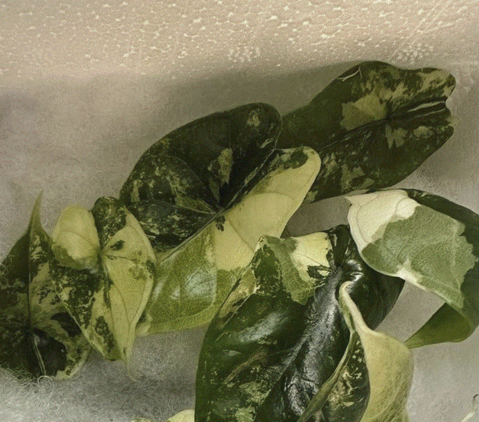 Alocasia "Dragon Scale" variegated TC plantlet *Preorder* (5415P:2)