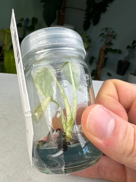 Monstera deliciosa "Mint" variegated *Preorder* (3317P:2)