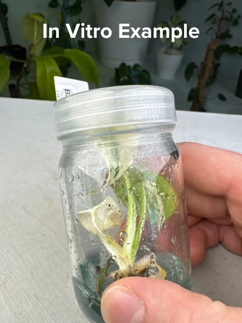 Alocasia "Portora" variegated TC plantlet *Preorder* (3529P:1)