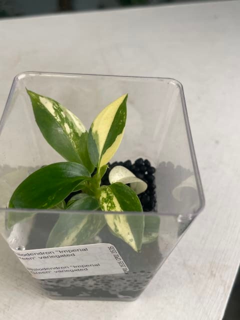 Philodendron Imperial Green variegated *Preorder* (3535P:2) Acclimated