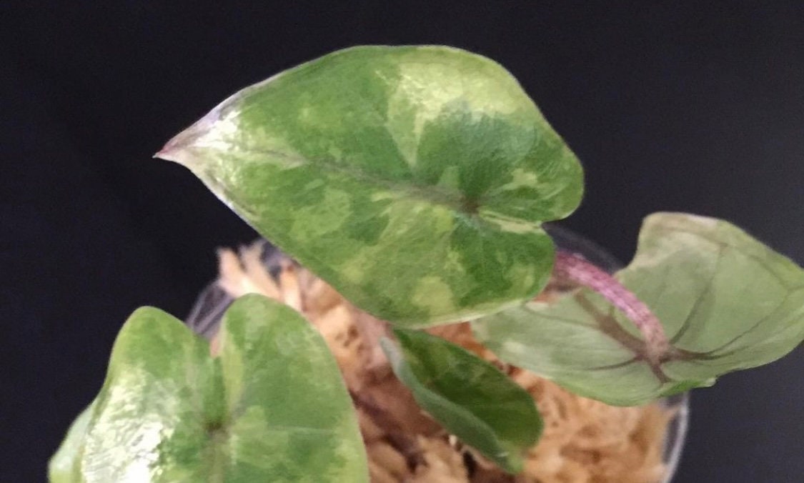 Alocasia "Yucatan Princess" Variegated small TC plant *Preorder* (3532P:2)