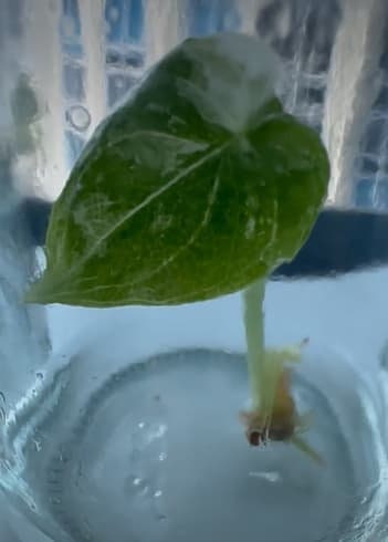 Alocasia baginda Albo Variegated small TC plant *Preorder* (3530P:3)