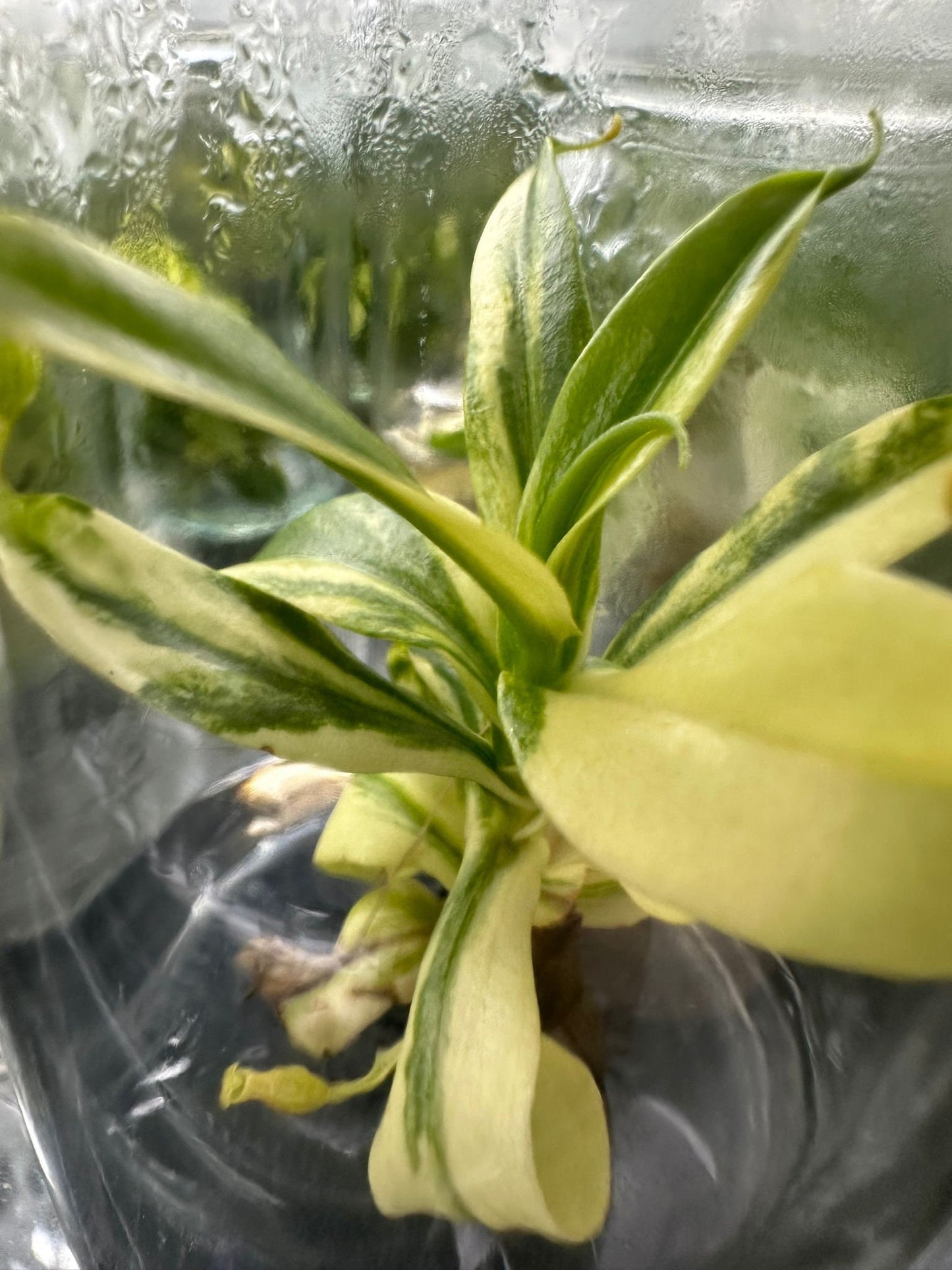 Nepenthes St. Gaya Variegata small TC plant *Preorder* (3565P:2) | US-Based Seller
