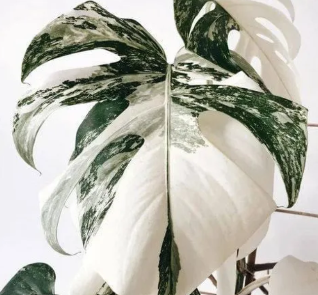 Variegated Monstera