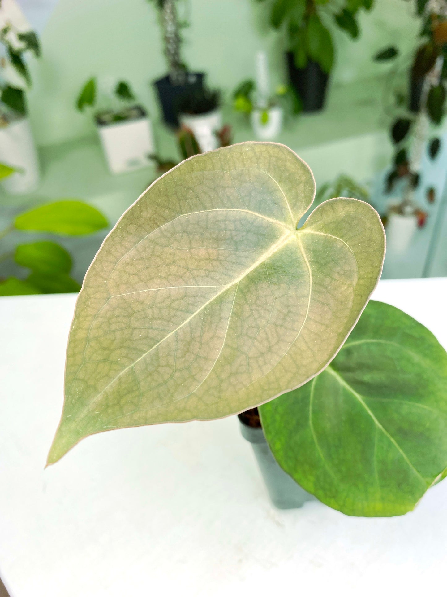 Anthurium papillilaminum X-One hybrid SM (3:K16) [1339] | Rare Aroid | Exact Plant