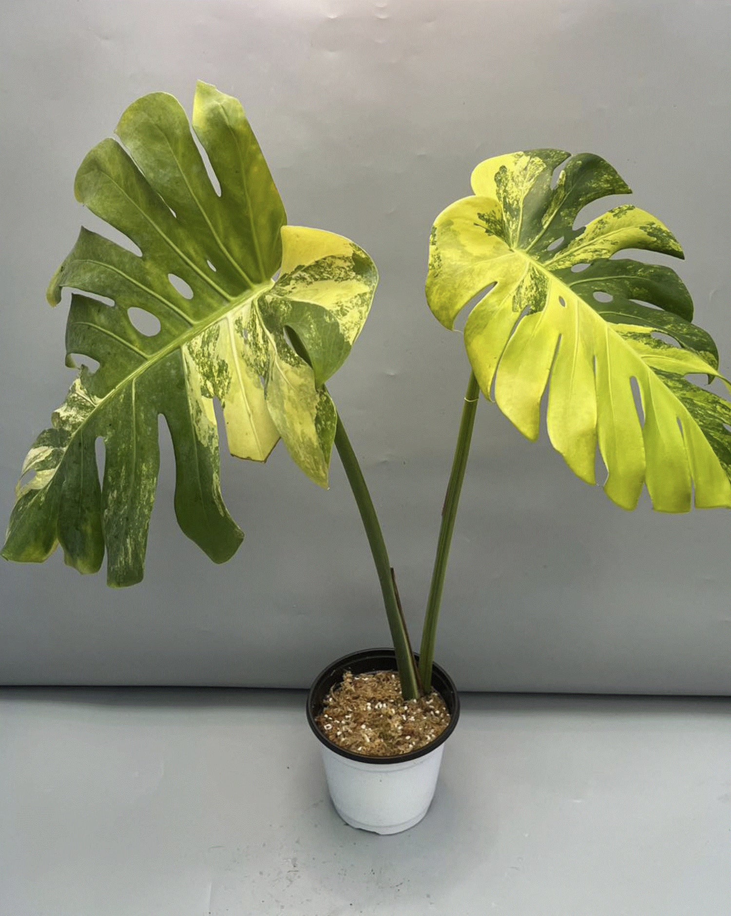 monstera yellow Monstera "Yellow Marilyn" variegated TC plantlet *Preorder*
