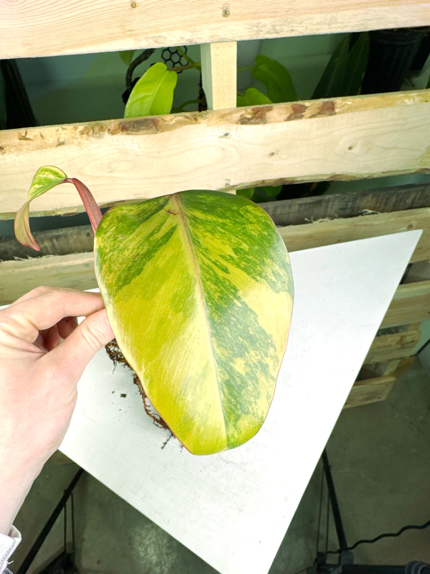 Philodendron "Strawberry Shake" variegated high variegation rooted node (3:E10) [1439] | Exact Plant