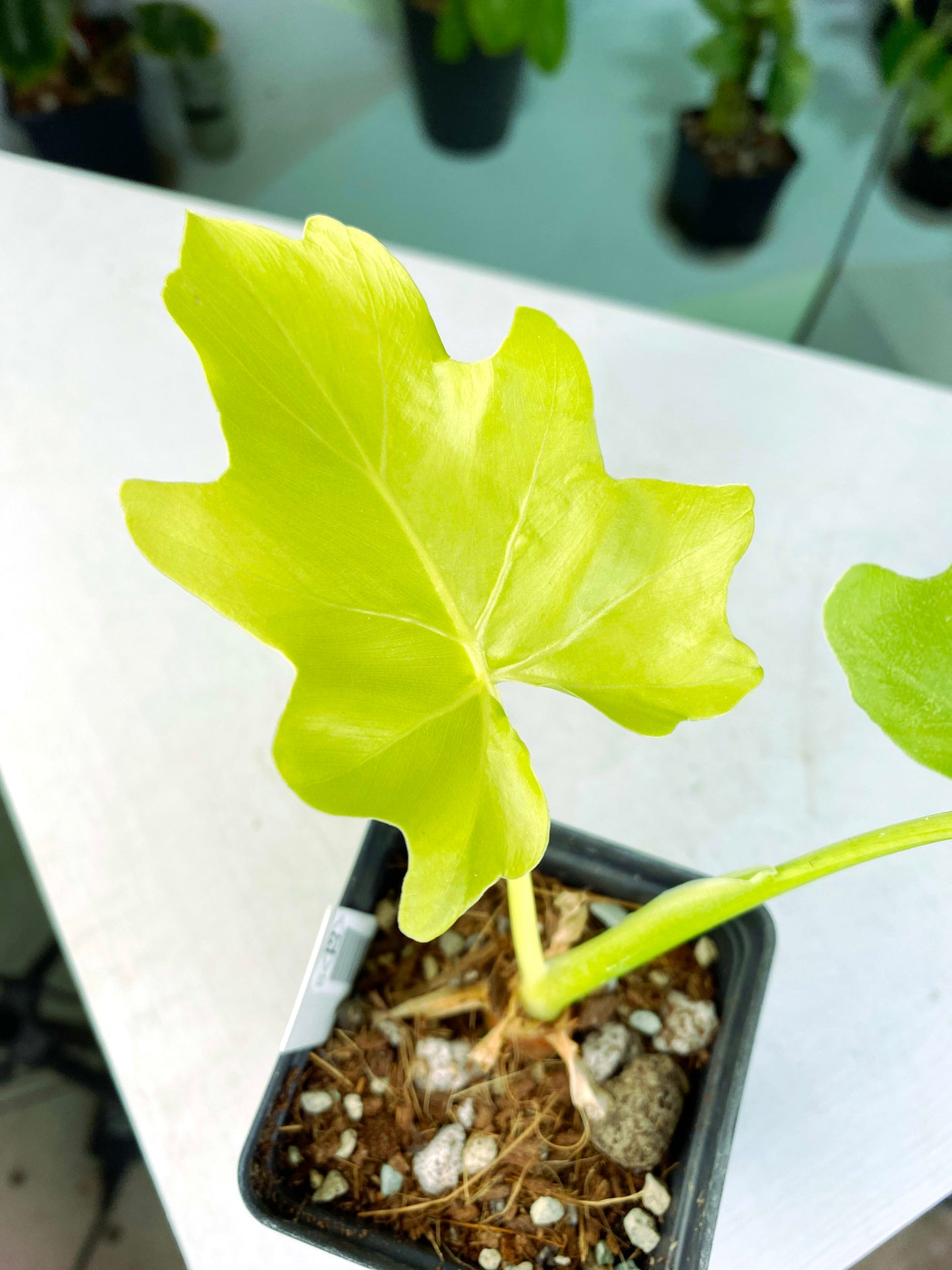 Philodendron warscewiczii "Aurea Flavum" (3:E12) [1122] | US Seller | Exact Plant | In-Stock