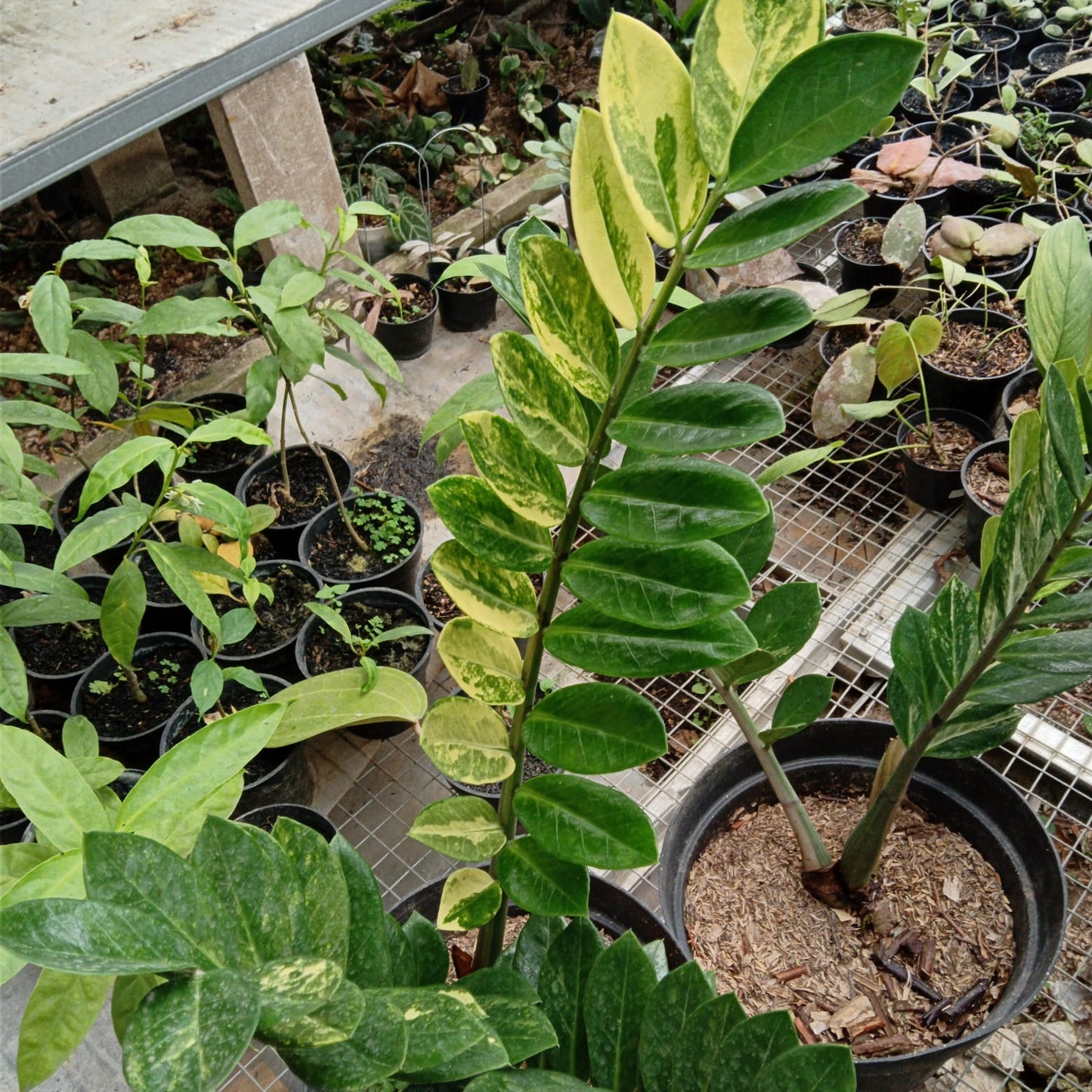 Zamioculcas zamiifolia variegated 1 stick Grower's Choice *Now In Stock* (5960P:G) | Rare Aroid