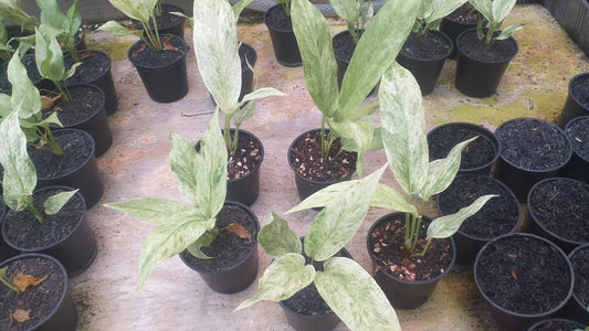 Anthurium hookeri Polkadot Mint Grower's Choice *Now In Stock* (5655P:G) | Rare Aroid