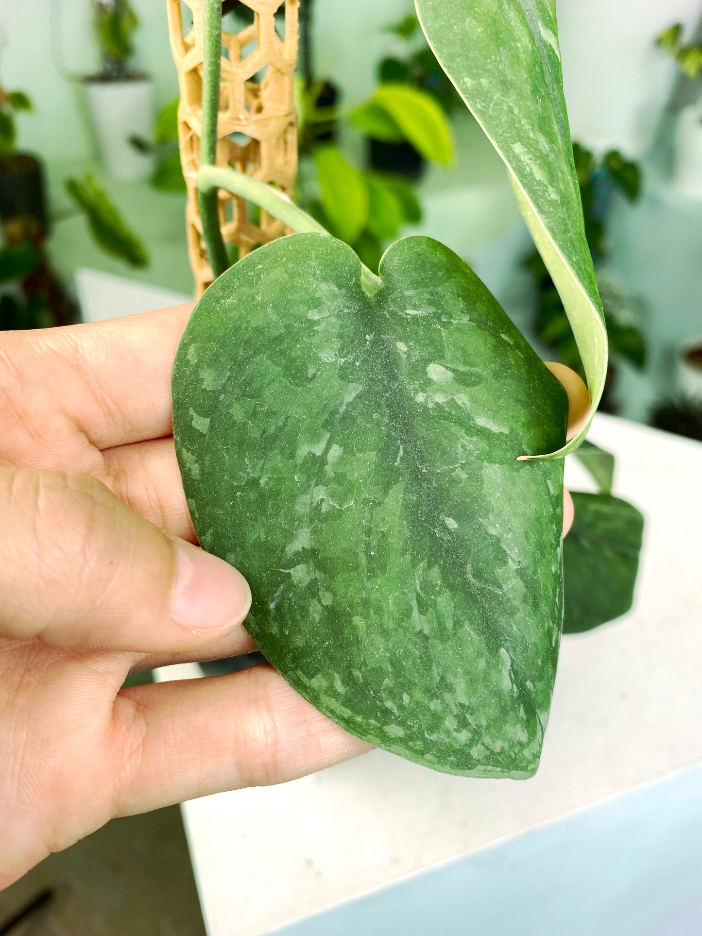 Scindapsus NOID (3:K27) [1250] | US Seller | Exact Plant | In-Stock