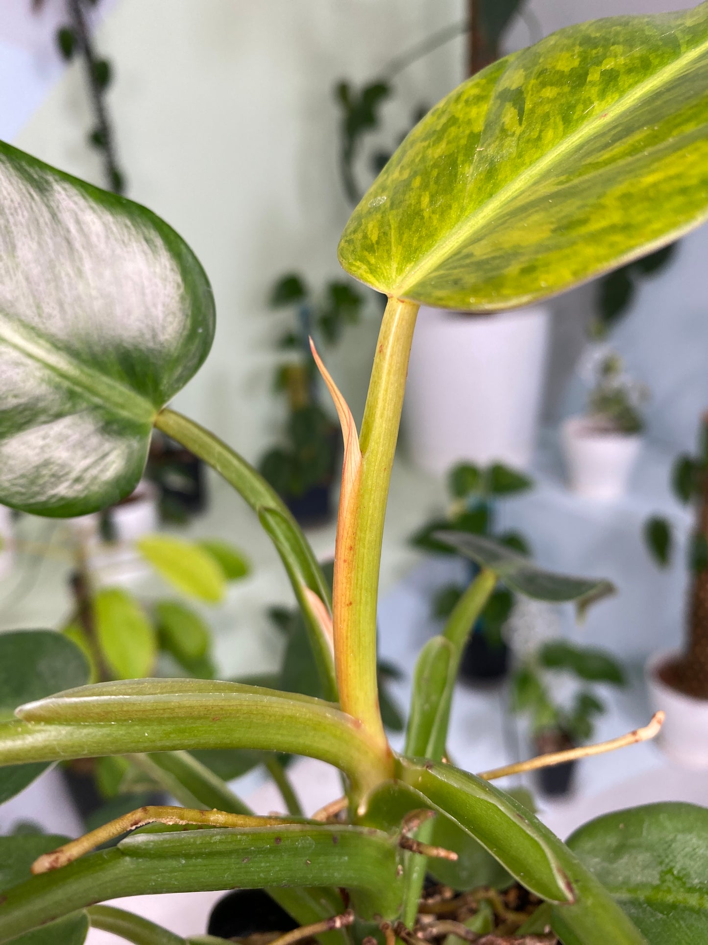 Philodendron "yellow domesticum" unknown hybrid / variety (2:U1) [645] | US Seller | In-Stock