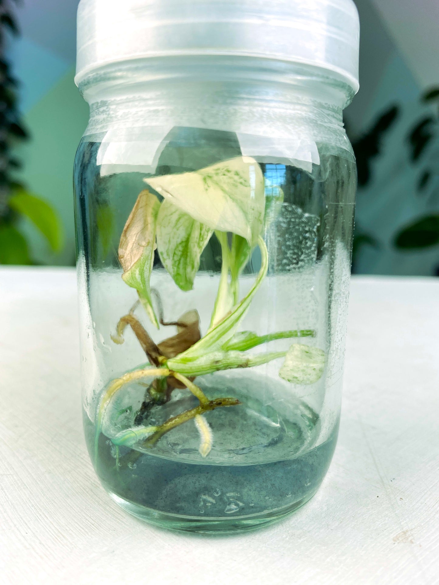 Monstera deliciosa "Mint" variegated (3:K4) [1417] | Rare Aroid | Exact Plant