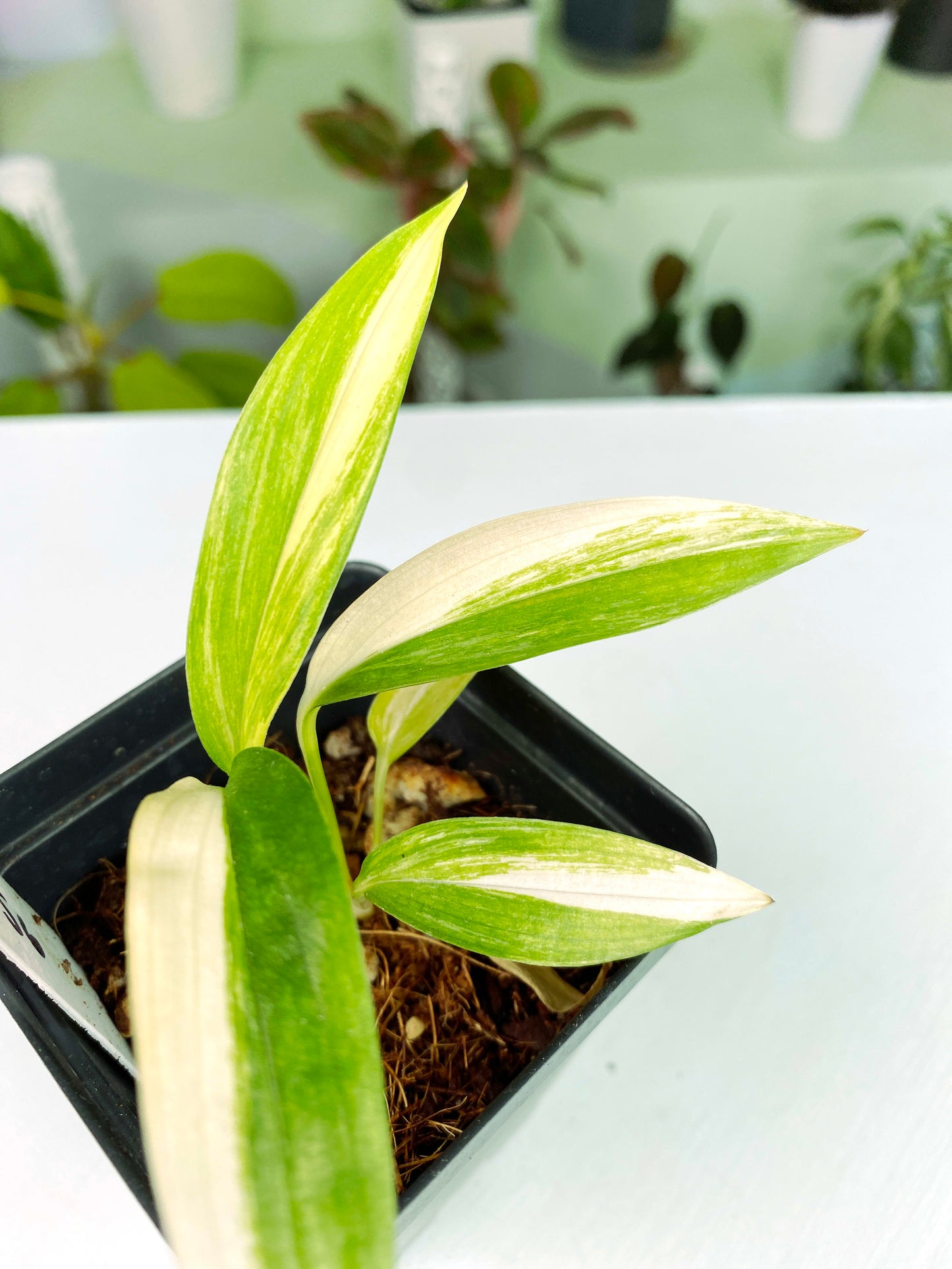 Epipremnum amplissimum variegata (3:L6) [662] | Rare Aroid | Exact Plant