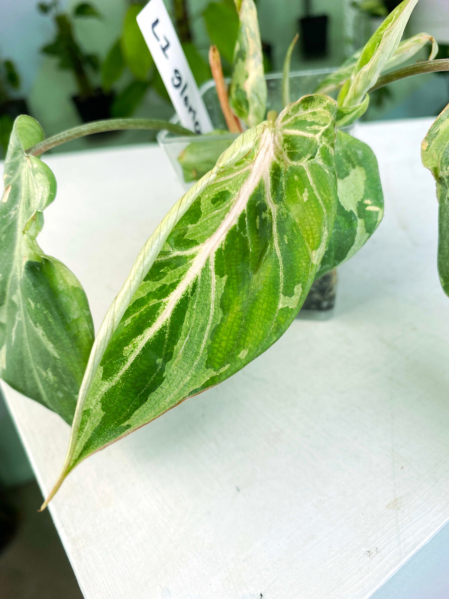 Philodendron gloriosum Variegated / mutation (3:L100) [1295] | US Seller | Rare Aroid | Exact Plant | In-Stock